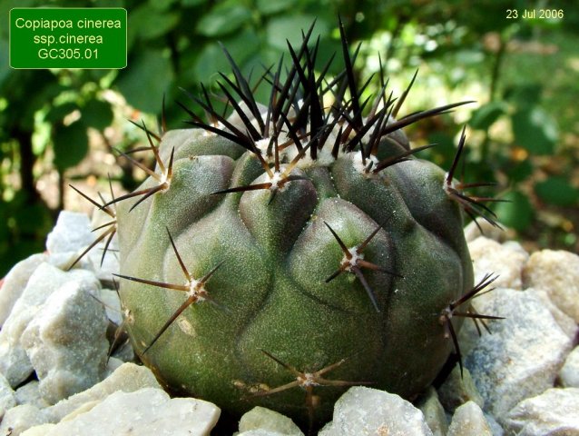 Copiapoa _cinerea ssp.cinerea_ GC305.01 _01